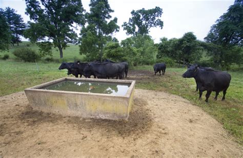 Solar Pump Systems for Watering Livestock | Panhandle Agriculture