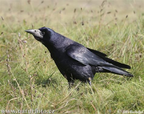 Rook Photos, Rook Images, Nature Wildlife Pictures | NaturePhoto