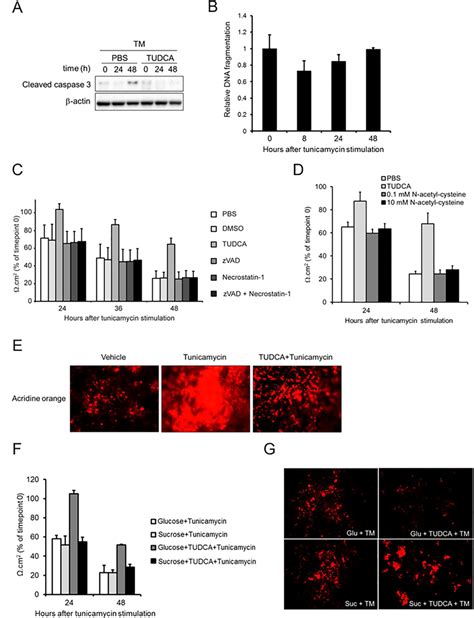 Tunicamycin Disrupts Caco 2 Monolayer Integrity Through Caspase And