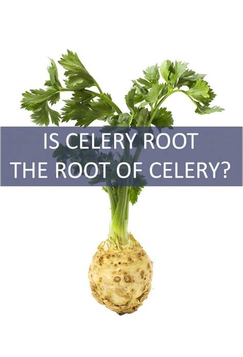 Is Celery Root the Root of Celery? - The Cookful