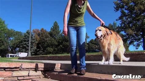 How To Help A Dog Down Stairs