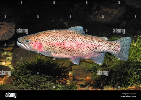 La Trucha Arco Iris Oncorhynchus Mykiss Salmo Gairdneri En Colores