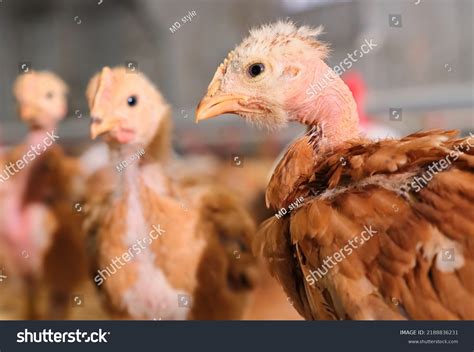 Portrait Red Bare Naked Neck Pullet Stock Photo 2188836231 Shutterstock