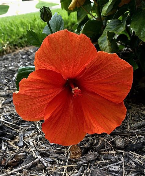 Hibiscus Fleurs Jardins Photo Gratuite Sur Pixabay Pixabay