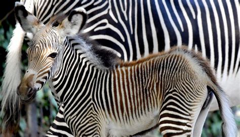 Nata Al Bioparco Di Roma Una Rarissima Zebra Di Grevy A Rischio