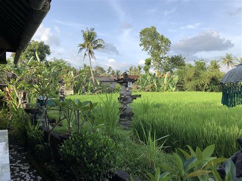 Rice Paddy Bali Ubud - Free photo on Pixabay - Pixabay