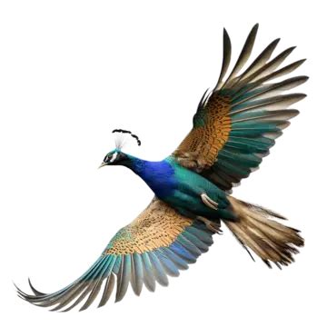 Indian Peafowl Peacock Copy, Peafowl Peacock Copy, Bird PNG Transparent ...