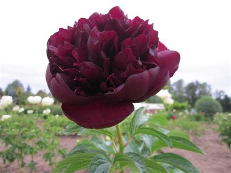 Bob Peony - Halifax Perennials