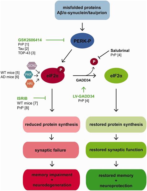 Genetic And Pharmacological Inhibition Of Perk Signalling Is