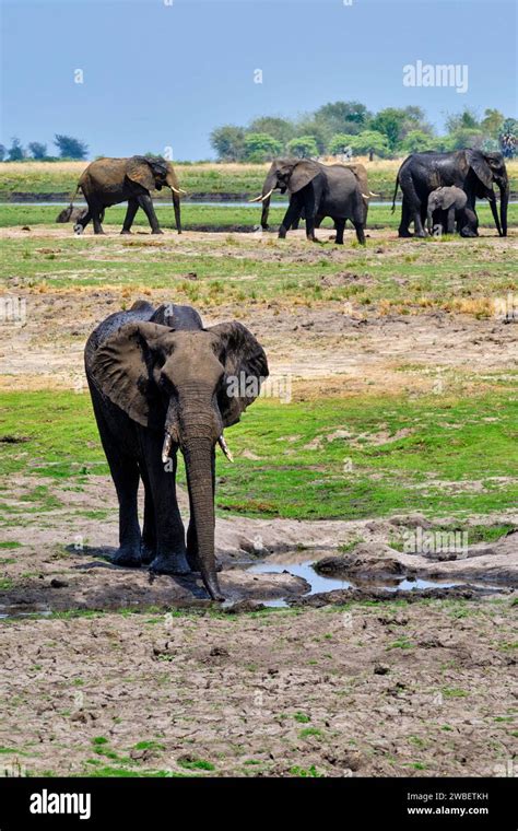 Botswana North West District Chobe National Park Wild African