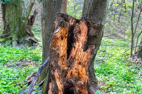 Help My Trees Are Rotting Learn What Causes Wood Rot In The Landscape Gardening Know How