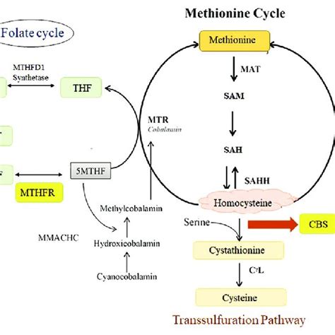 The Homocysteine And Folate Metabolic Pathway Role Of Different