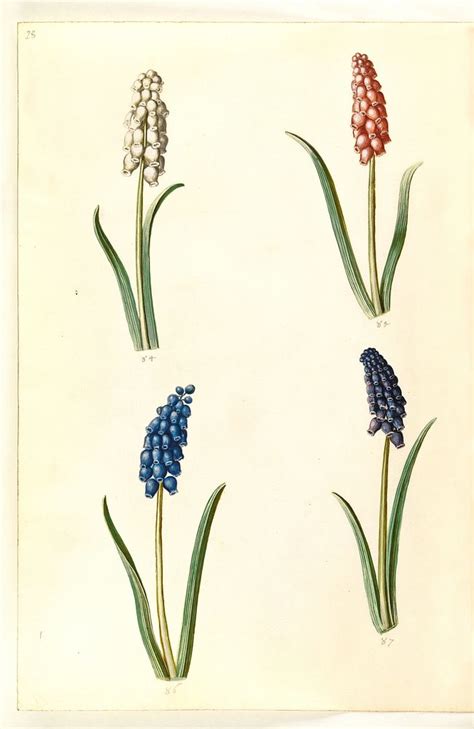 Muscari Botryoides Common Pearl Hyacinth Free Photo Rawpixel