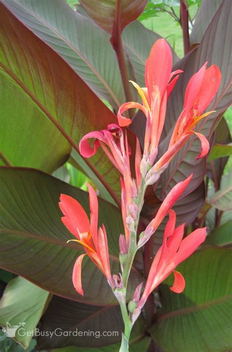 Canna Lilies Are Beautiful Easy To Grow Flowers That Look Amazing In