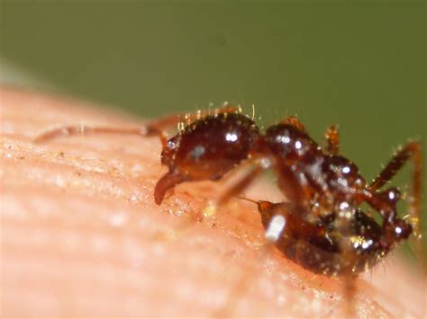 Venom Proteins Cause Allergic Response To Fire Ant Stings