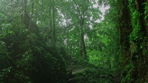 Forest Jungle Trees River Green Plants Amazon Rain Forest Amazonia ...