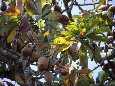 Mamey Sapote Tree (a.k.a ciku gergasi) – Malaysia Online Plant Nursery