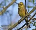 Citroms Rm Ny Emberiza Citrinella Yellowhammer Goldammer Bruant Jaune