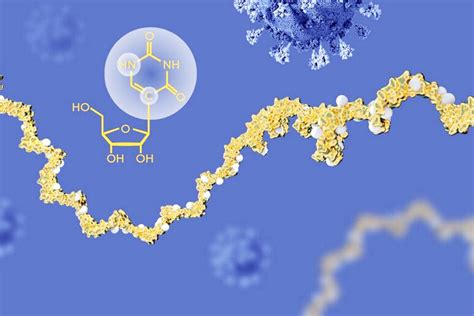 Il Nobel per la Medicina 2023 a Karikò e Weissman per gli studi sui