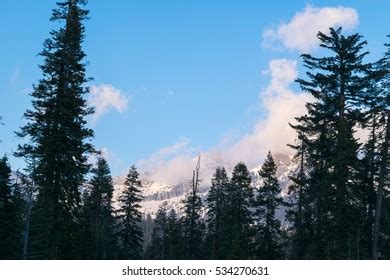 Overview Giant Forest Sequoia National Park Stock Photo 534270631 ...