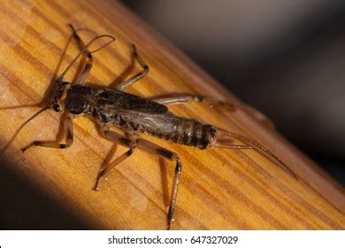 Stonefly Nymph Royalty-Free Images, Stock Photos & Pictures | Shutterstock