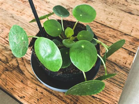 Why Is My Pilea Losing Leaves Chinese Money Plant Dropping Leaves