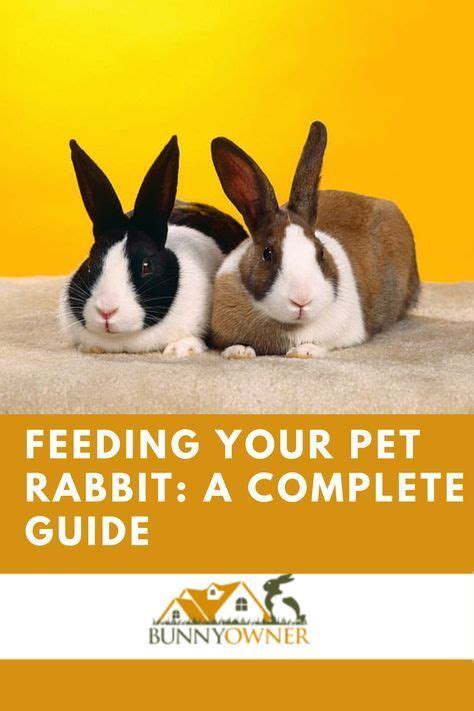 Feeding your pet rabbit a complete guide – Artofit