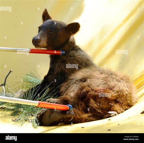 Animal tranquilizer hi-res stock photography and images - Alamy