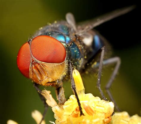 Managing Flies for Crop Pollination | Agriculture and Food