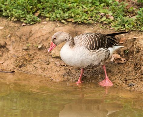 Goose stepping flamingos stock image. Image of falmingo - 26713863