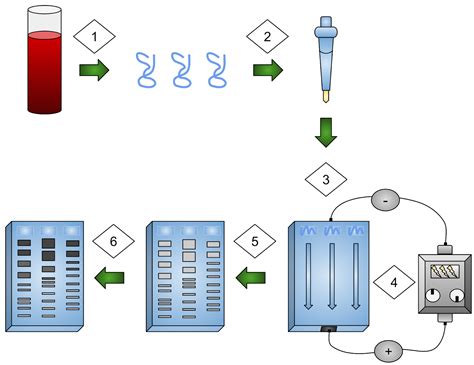 DNA FINGERPRINTING SKY