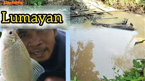 TERNYATA MANCING UMPAN SAWIT IKAN WADER SANGAT RAKUS YouTube