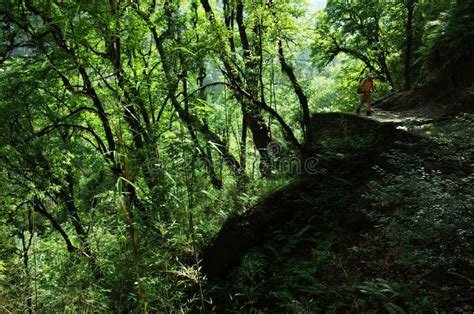 Trekking in Nepal Himalaja Wanderer Im Grünen Walduntereren Teil