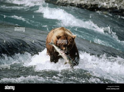 Grizzly Bear Ursus Arctos Horribilis Fishing For Salmon Alaska Stock