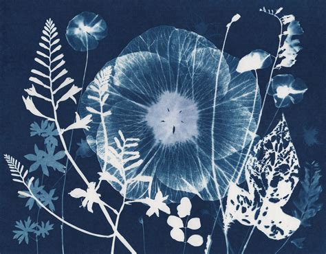 Julia Whitney Barnes Cyanotype Process Watercolor Paper Art