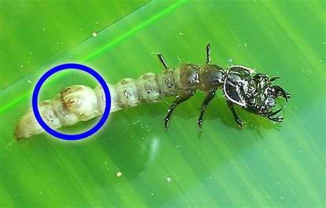 Green Tiger Beetle Identification