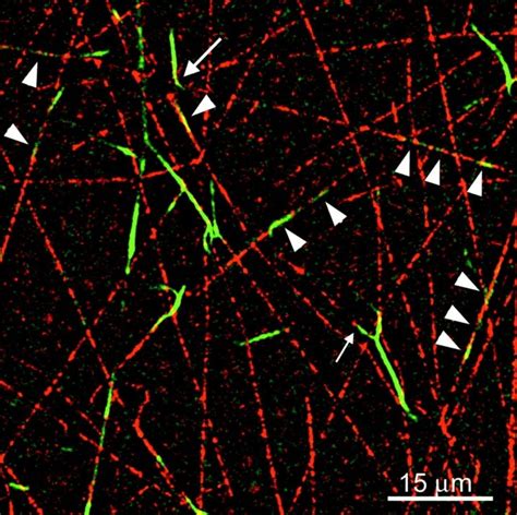 F Actin Bundles Form Lengthwise Associations With Microtubules Double