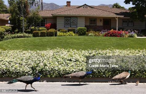 Peacock Street Photos And Premium High Res Pictures Getty Images