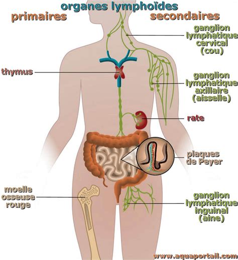 Organe lymphoïde définition et explications