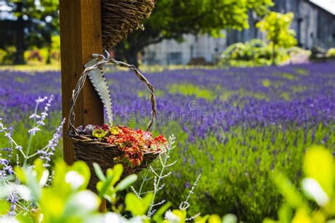 Lavender Fields Scenery At The Sequim Lavender Festival In Summer