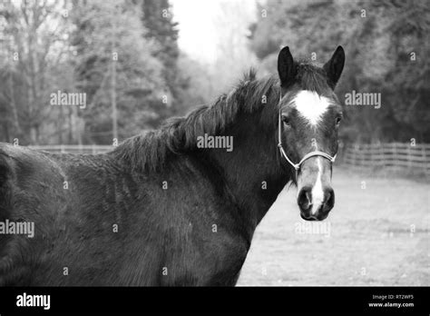 Brown Horse Outside In Field During The Daytime Stock Photo Alamy