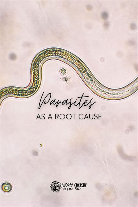 Parasites Unseen Intruders In Your Body