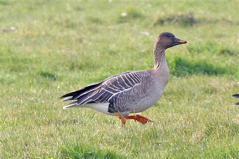 Tundra Bean Goose Anser Serrirostris BirdWeather