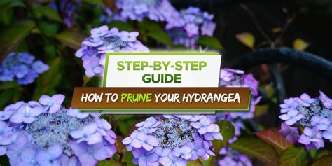 How To Prune Your Hydrangea [our Step By Step Guide] Grow Your Yard