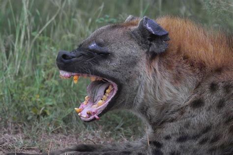 Spotted Hyena Megafauna Parks W Palearctic Inaturalist