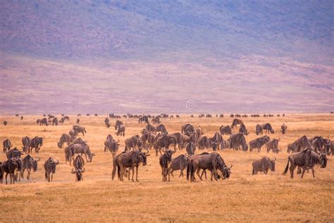 Bestand Von Wilde Tiere Und Wilde Tiere Im Ngorongoro Krater