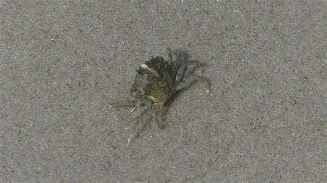 Strandkrabbe Carcinus Maenas Gemeine Strandkrabbe C Flickr