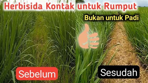 Dijamin Hitungat Jam Gulma Gosong Herbisida Kontak Paling Cepat