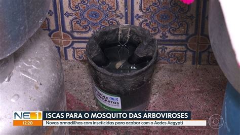 Recife Implanta Novas Armadilhas Para Combater O Mosquito Aedes Aegypti