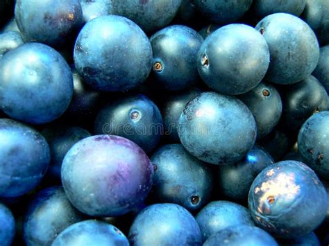 Blue Plums Stock Photo - Image: 16382880